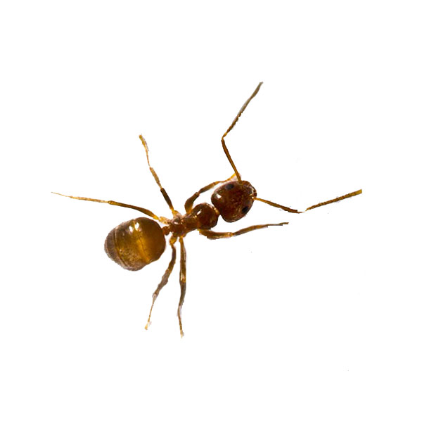 Tawny Crazy Ant Identification, Habits & Behavior