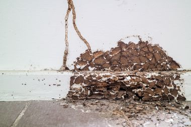 Do I Need Termite Coverage Where I Live?