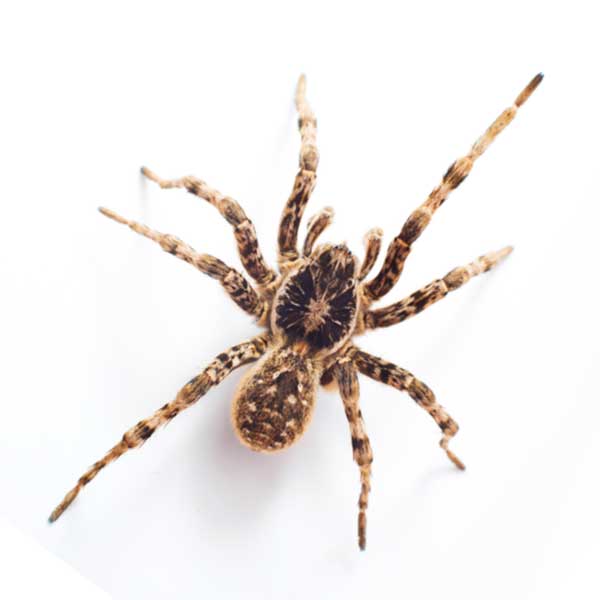 Are Wolf Spiders Dangerous? - Insectek Pest Solutions