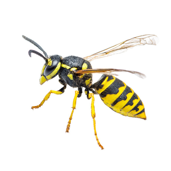 https://www.flapest.com/wp-content/uploads/2020/12/yellowjacket.jpg