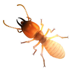 Dampwood termite identification in Florida - Florida Pest Control