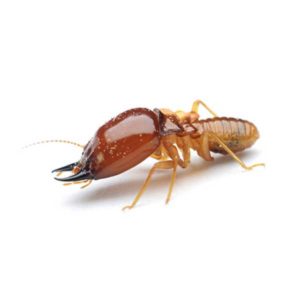 Formosan termite identification in Florida - Florida Pest Control
