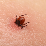 Most Common Bugs Found in Florida