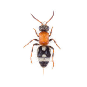 Velvet ant wasp identification in Florida - Florida Pest Control