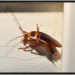 Australian_Cockroach_Periplaneta_australasiae_blog_Florida_Pest_control