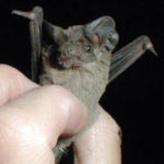 Brazilian_Free-Tailed_Bat-blog-Florida-Pest-control
