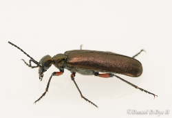 Bronze Blister Beetle - Florida Pest Control