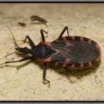Eastern_Conenose_Triatoma_sanguisuga-blog-Florida-Pest-control