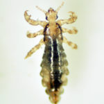 Head-lice-blog-Florida-Pest-control