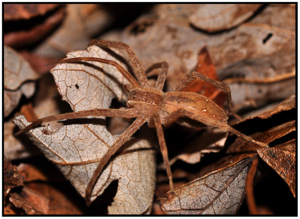 Nursery Web Spider - Image 2