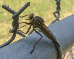 Robber fly on metal fence - Florida Pest Control
