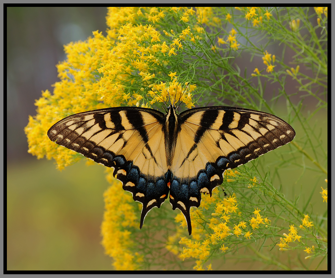 Tiger_Swallowtail_Papilio_glaucus-blog-Florida-Pest-control