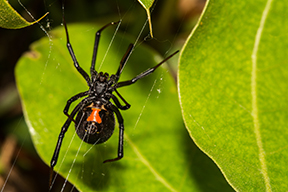Black-Widow-Spider-blog-Florida-Pest-control