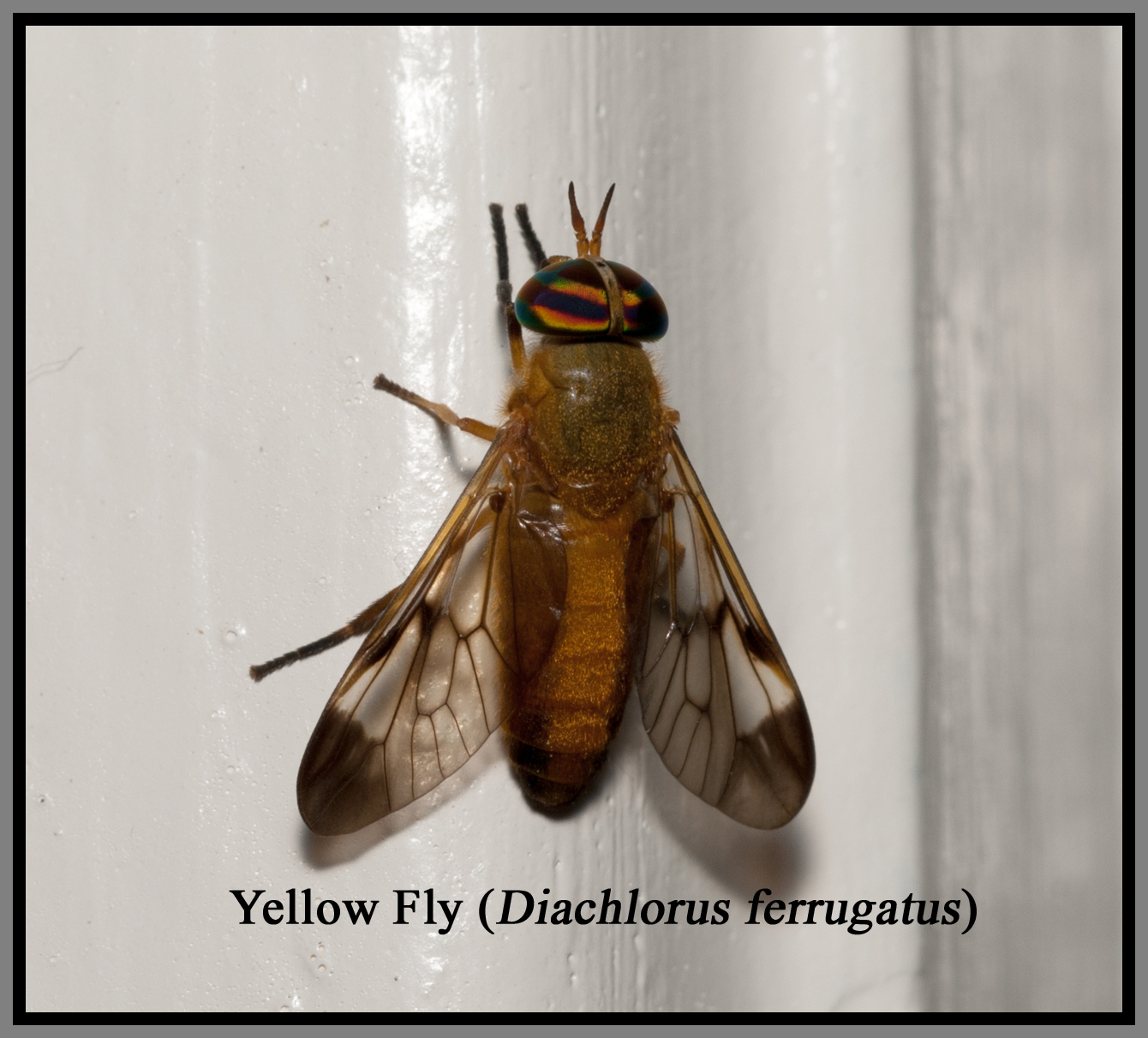 Yellow_Fly_Diachlorus_ferrugatus_Labeled-blog-Florida-Pest-control