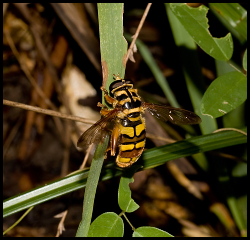 Yellowjacket Hover Fly - Florida Pest Control