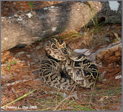 Diamondback Snake - Florida Pest Control 