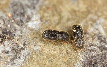 ambrosia-beetle-blog-Florida-Pest-control
