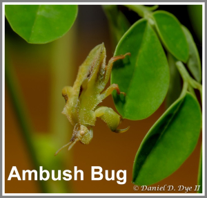 Ambush Bug - Florida Pest Control