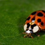 Multicolored Asian Lady Beetle Invasion - Florida Pest Control