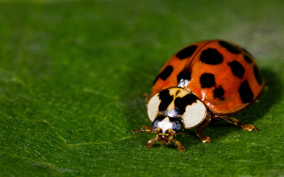 Multicolored Asian Lady Beetle Invasion - Florida Pest Control
