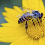 The Stinging Truth about Bees