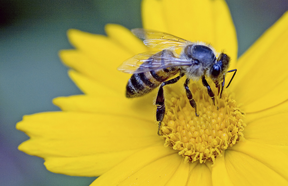 The Stinging Truth about Bees