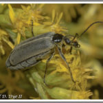 Blister beetle - Florida Pest Control