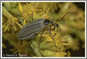 Blister beetle - Florida Pest Control