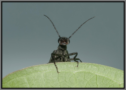 Front facing Blister beetle - Florida Pest Control