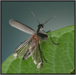 Blister beetle on leaf - Florida Pest Control