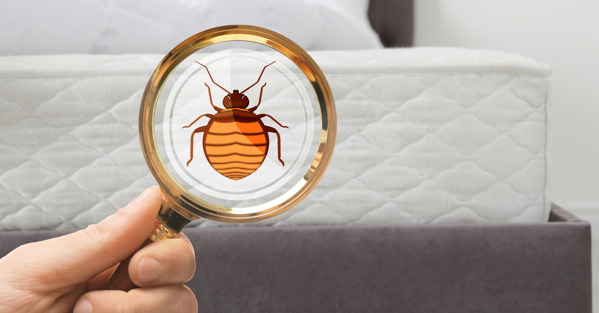 Licensed Bed Bug Exterminator Experienced Bed Bug Removal