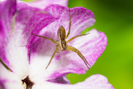 Recluse Spiders in Florida - Florida Pest Control