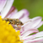 Pest Profile: Chinch Bugs - Florida Pest Control