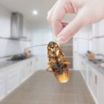 The Facts about Cockroaches