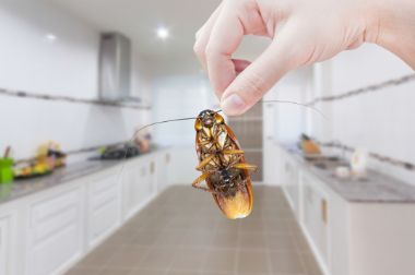 The Facts about Cockroaches