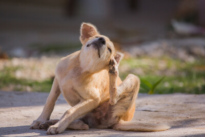 The Brown Dog Tick - Florida Pest Control