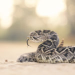 Eastern Rattlesnake; Snake Bites - Florida Pest Control