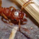 Fire Ants: Florida’s Red Menace