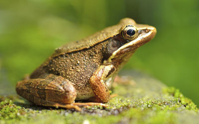 Hopping Frogs and Leaping Lizards - Florida Pest Control