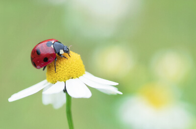 A Guide to Garden Bugs: The Good, the Bad and the Ugly - Florida Pest Control