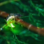 The Elusive Glowworm - Florida Pest Control