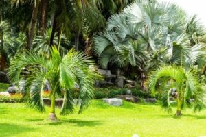 How to Maintain a Healthy Florida Lawn - Florida Pest Control
