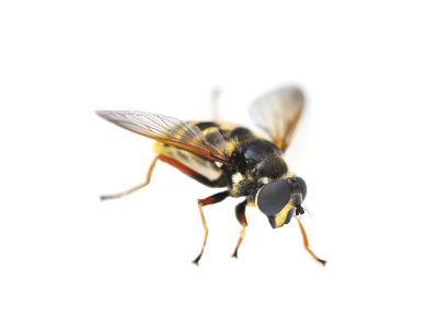 The hover fly - Florida Pest Control