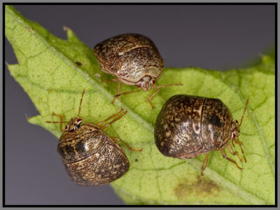Kudzu Bug (Megacopta cribraria)