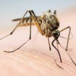 mosquitoes-blog-Florida-Pest-control