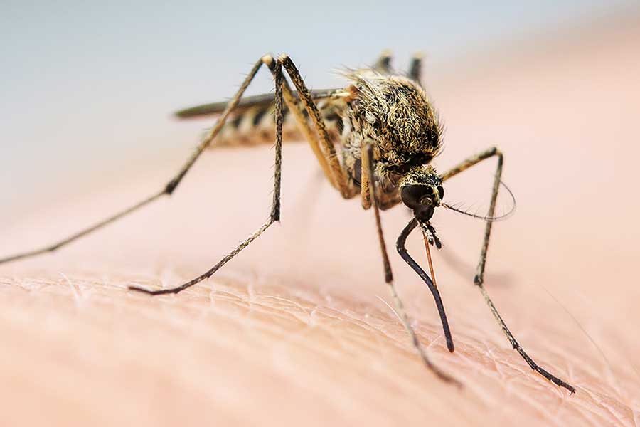 mosquitoes-blog-Florida-Pest-control