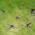 Do Mosquitoes Really Ever Go Away? - Florida Pest Control