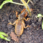 Mole Cricket - Florida Pest Control