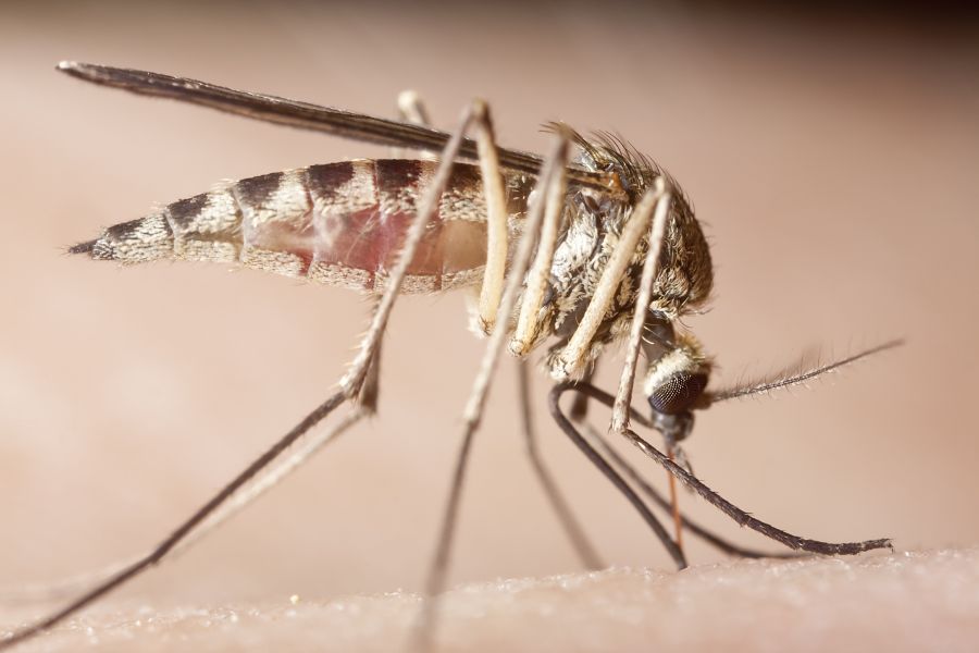 Mosquitoes-blog-Florida-Pest-control
