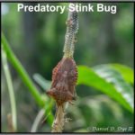 Predatory stink bug - Florida Pest Control